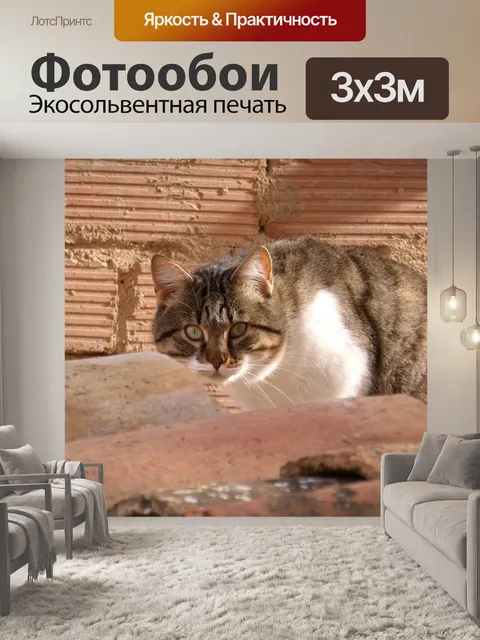 Фотообои Кот