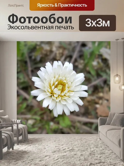 Фотообои Белый одуванчик