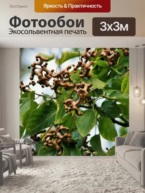 Фотообои плод японской изюмом дерева