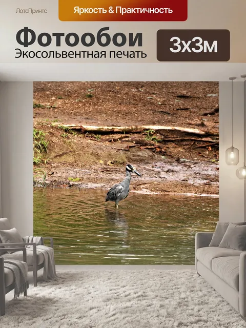 Фотообои Желтая коронованная ночная цапля
