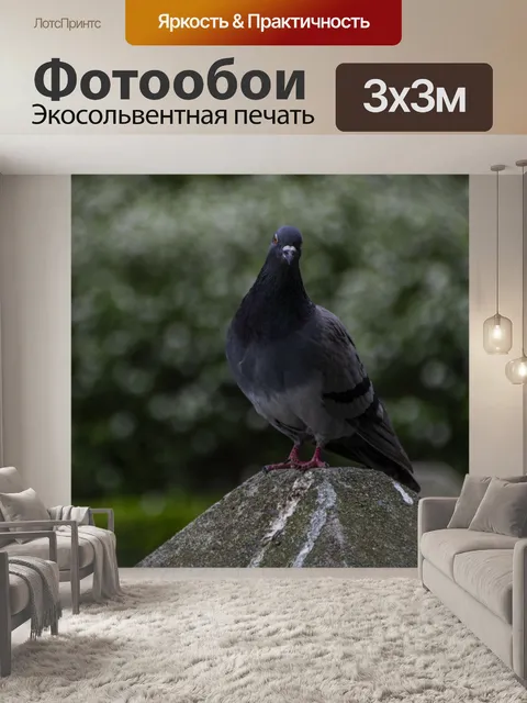 Фотообои голубь