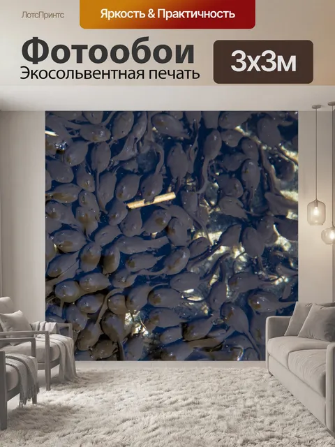 Фотообои Лягушки-головастики в пруду