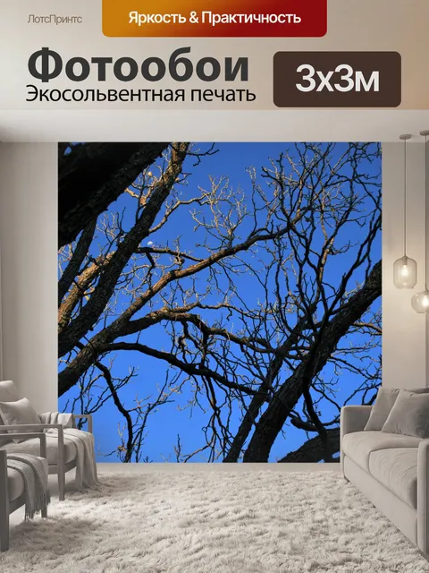 Фотообои голое дерево зимой и голубое небо