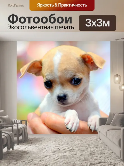 Фотообои Чихуахуа щенок
