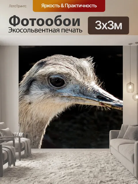 Фотообои Страус