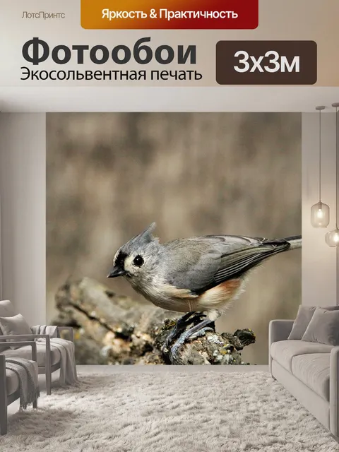 Фотообои Туфтинная синица крупным планом