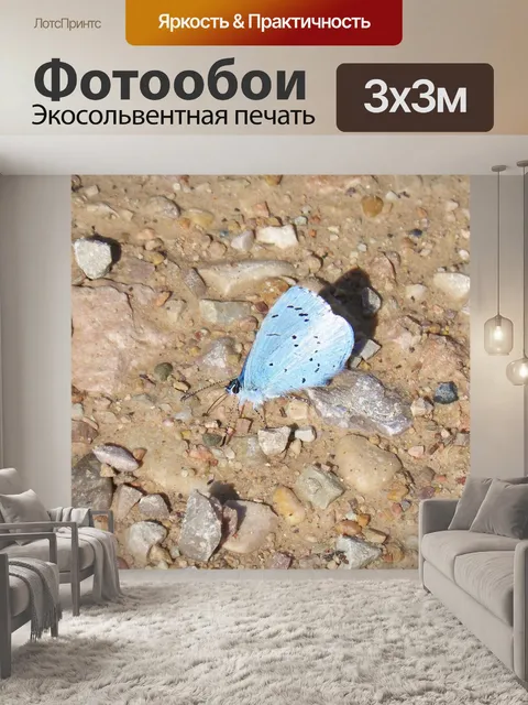 Фотообои Синяя крылатая бабочка