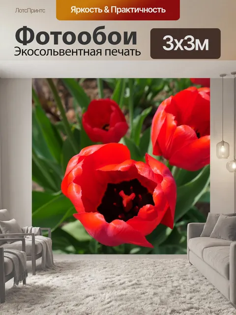 Фотообои Красные тюльпаны