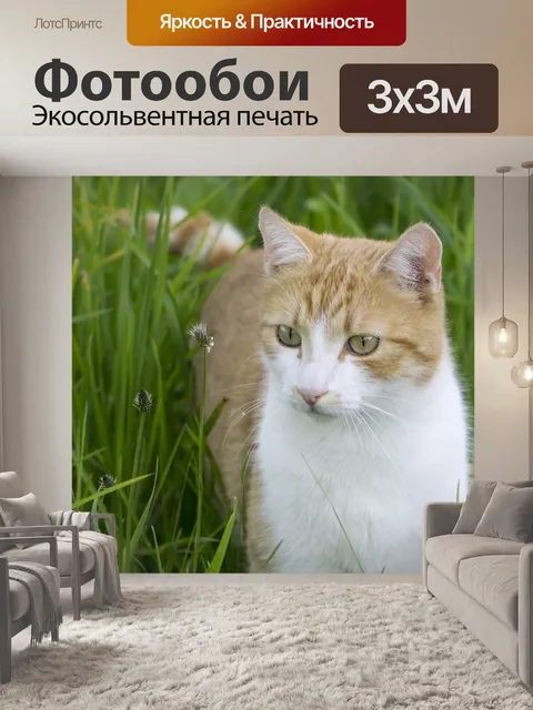 Фотообои Кот