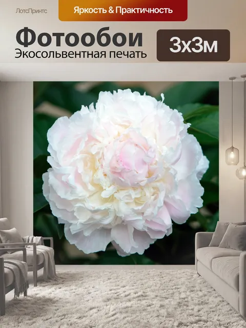 Фотообои Бегония цветок крупным планом