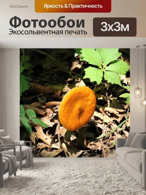 Фотообои Апельсиновый гриб для солнца