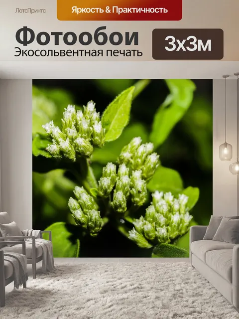 Фотообои Дикий цветок в Таиланде