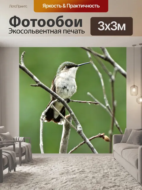 Фотообои Сидя колибри