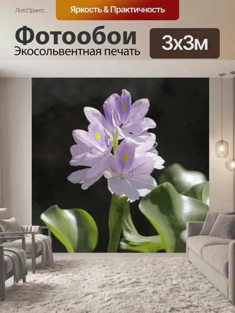 Фотообои Водяной гиацинт цветок