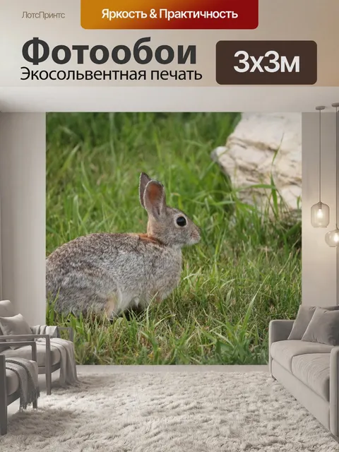 Фотообои Американские кролики