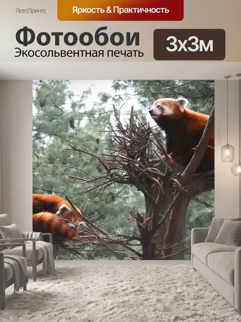 Фотообои Красная панда