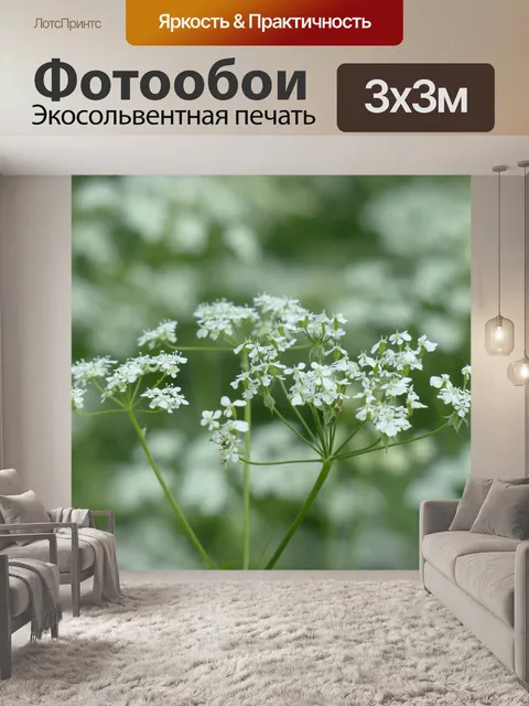 Фотообои Луговой кервель
