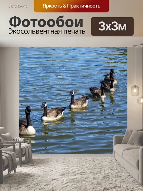 Фотообои Канадские гуси