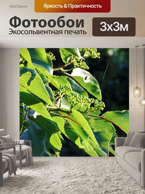 Фотообои солнечный свет на японском дереве изюма