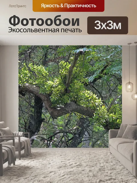 Фотообои листвы в солнечном свете
