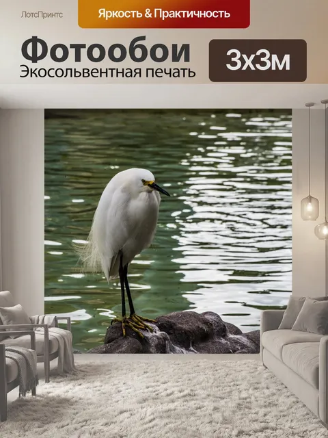 Фотообои Снежная цапля, стоящая на скале