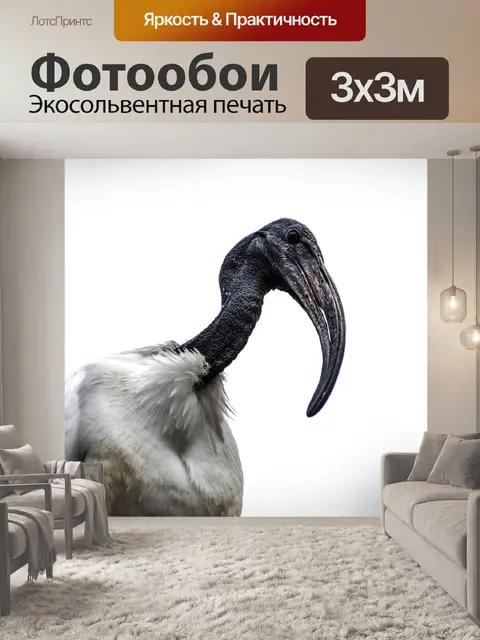 Фотообои Птица - Ibis
