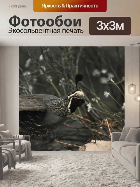 Фотообои Черный и белый перепел
