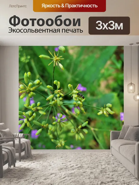 Фотообои головка цветка из фенхеля