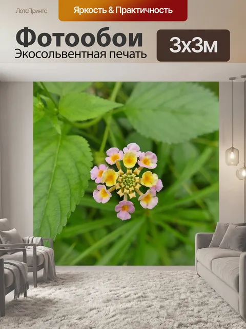 Фотообои Кабриолет роза