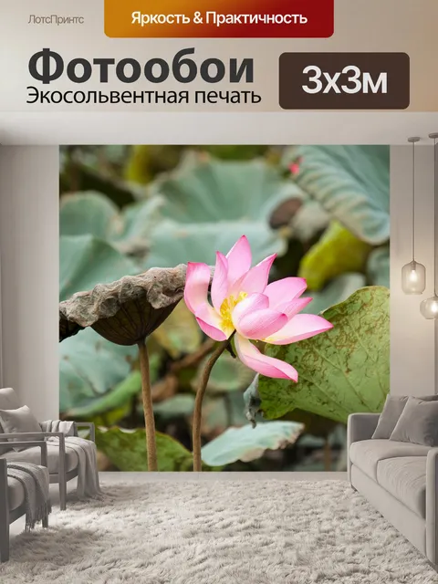 Фотообои Белый лотос