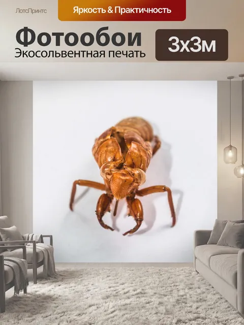 Фотообои коричневая цикада