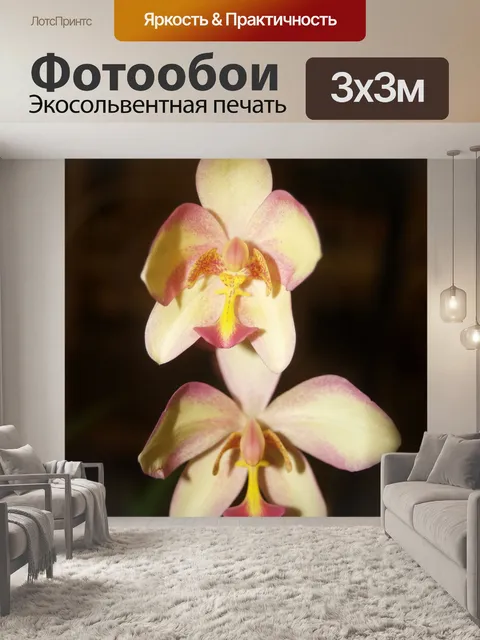 Фотообои Фото цветка орхидеи