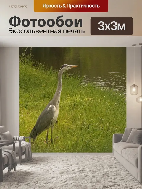 Фотообои серая цапля птица рядом с водой