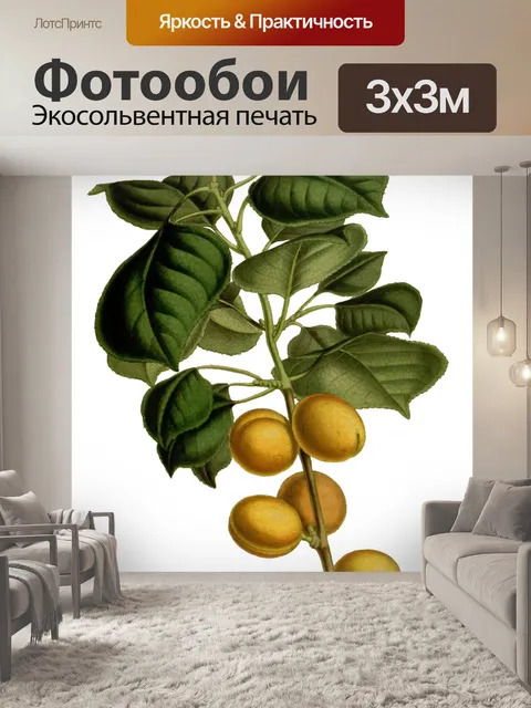 Фотообои Абрикос Фрукты Винтаж Искусство