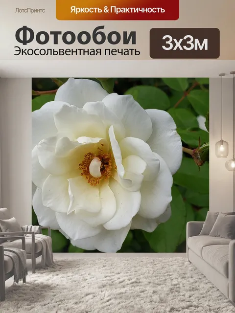 Фотообои белая роза
