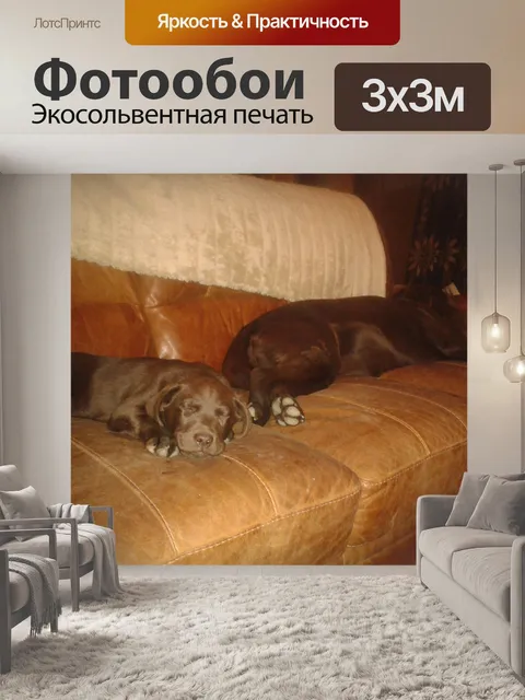 Фотообои Собаки жизни