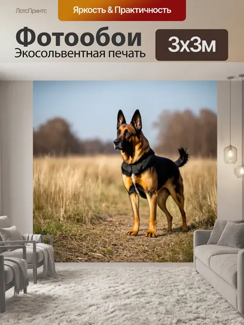 Фотообои овчарка, охраняющая свою территорию, стоящая на страже, с распущенной шерстью и настороженным взглядом