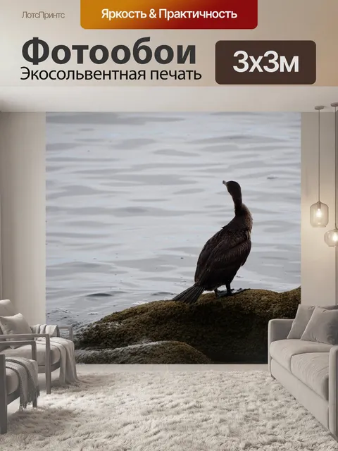 Фотообои Баклан у моря