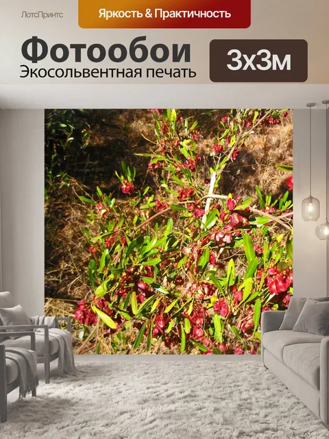 Фотообои стручки красных семян на оливковом зелен