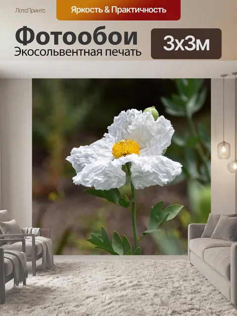 Фотообои матилия маки
