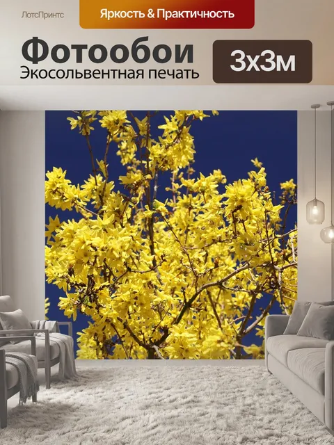 Фотообои Форсайтия