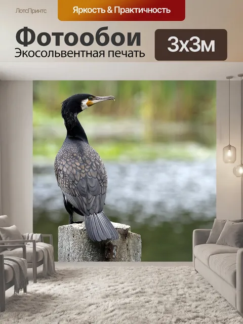 Фотообои Баклан