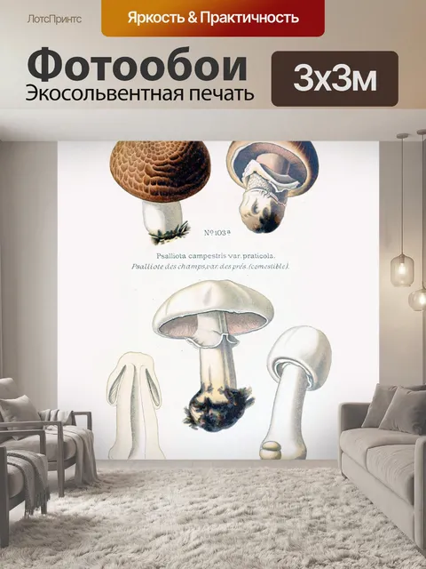 Фотообои Грибы винтаж арт старый