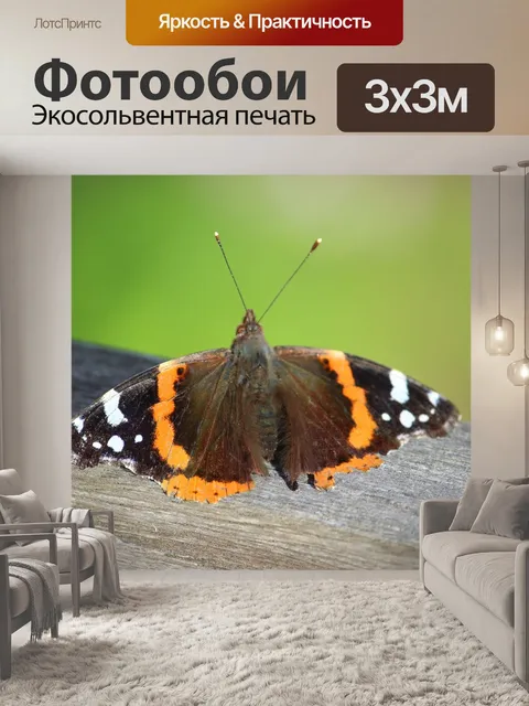 Фотообои Бабочка