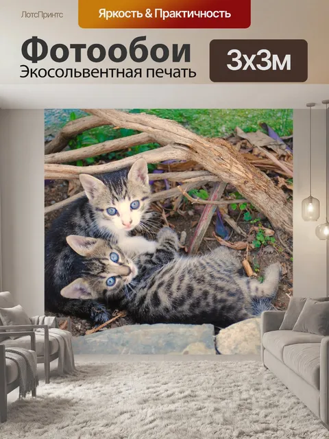 Фотообои Котята