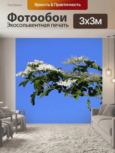 Фотообои Sambucus