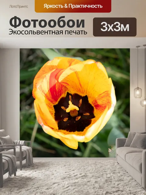 Фотообои Тюльпан крупным планом