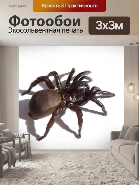 Фотообои Тарантул