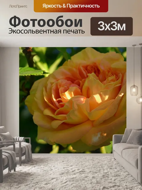 Фотообои Плетистая роза