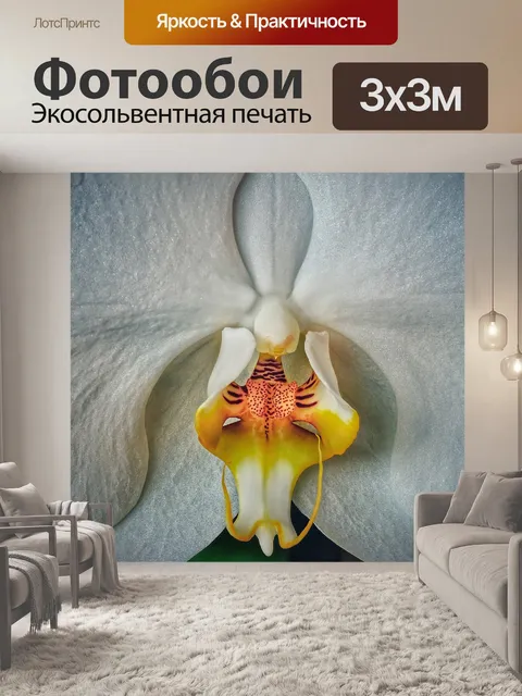 Фотообои Орхидея